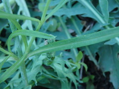 Centranthus angustifolius