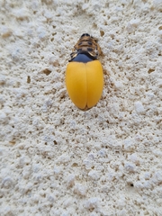 Coccinella