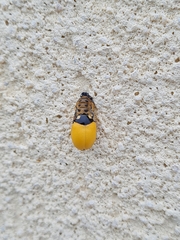 Coccinella