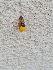 Coccinella