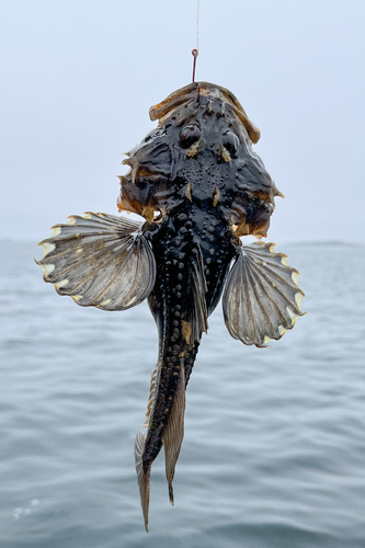 Fourhorn Sculpin