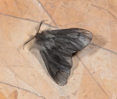 Canephora hirsuta