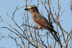 Coracias naevius mosambicus