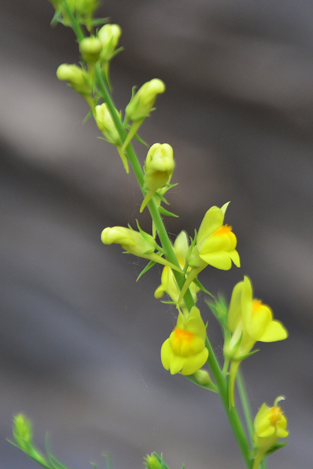 Linaria genistifolia