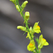 Linaria genistifolia - Photo (c) josefwirth,  זכויות יוצרים חלקיות (CC BY-NC), הועלה על ידי josefwirth