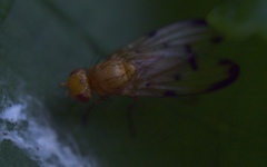 Toxonevra quinquemaculata