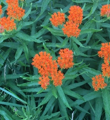 Asclepias tuberosa interior