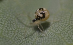 Paidiscura