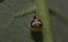 Paidiscura