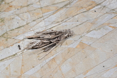 Canephora hirsuta