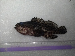 Epinephelus quoyanus