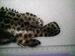Epinephelus quoyanus