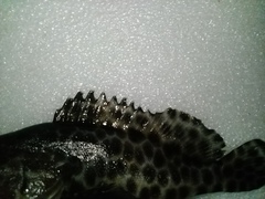 Epinephelus quoyanus