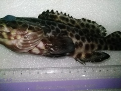 Epinephelus quoyanus