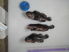 Epinephelus quoyanus