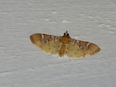 Cotachena