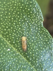 Platycorypha nigrivirga