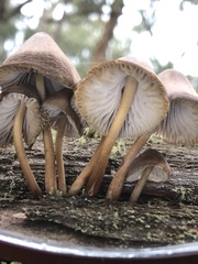 Mycena mulawaestris