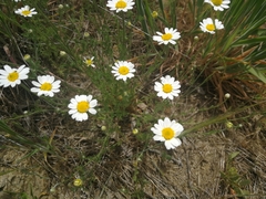 Anthemis arvensis incrassata