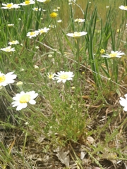 Anthemis arvensis incrassata