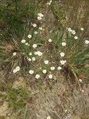 Anthemis arvensis incrassata