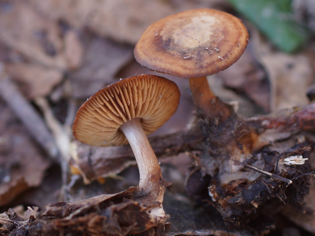 Gymnopus vernus