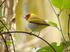 Hemithraupis ruficapilla