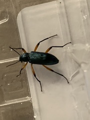 Strongylium erythrocephalum