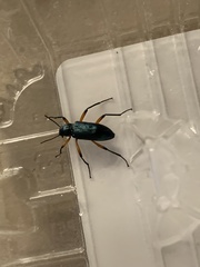 Strongylium erythrocephalum