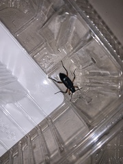 Strongylium erythrocephalum