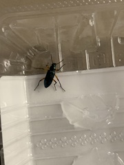 Strongylium erythrocephalum