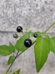 Solanum americanum