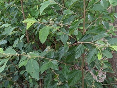 Grewia rhombifolia