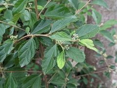 Grewia rhombifolia