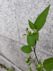 Solanum americanum