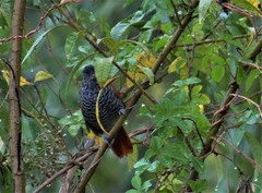 Thamnophilus palliatus