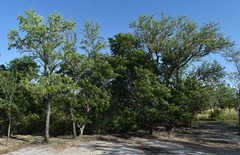 Cathormion umbellatum