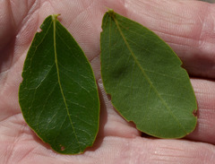 Cathormion umbellatum