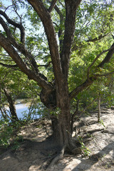 Cathormion umbellatum