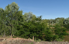 Cathormion umbellatum