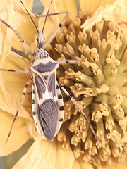 Armillatus
