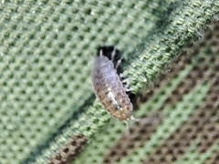 Porcellio herminiensis