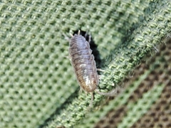 Porcellio herminiensis