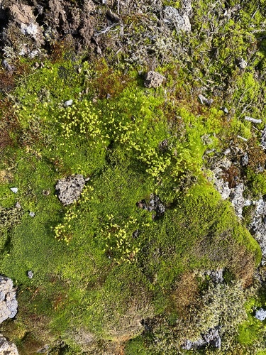 kurička (Cherleria)
