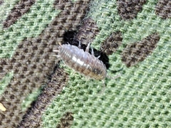 Porcellio herminiensis