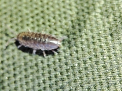 Porcellio herminiensis