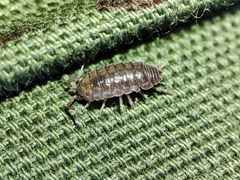 Porcellio herminiensis