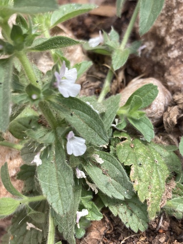Rimska očist (Sideritis romana)