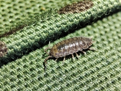 Porcellio herminiensis