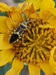 Armillatus